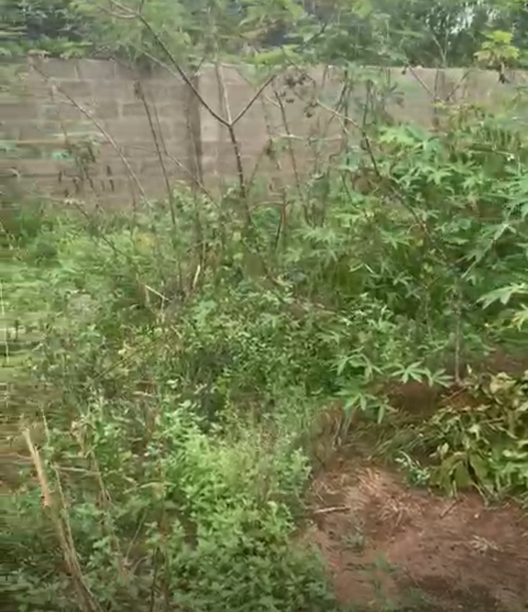 2 plots of land at Amaorie OBIBIEZENA 